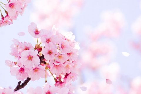 桜